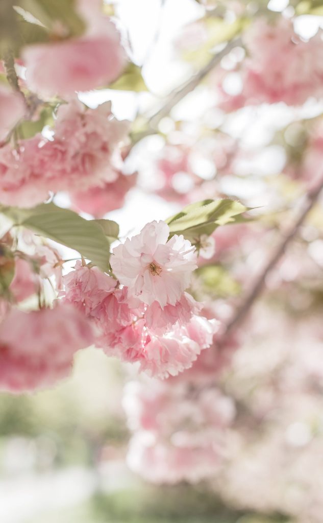 aesthetic seasonal story template Spring Instagram story template with cherry blossoms and soft pink background